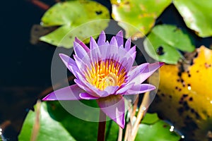 Flower, lotus, nature, summer, green, purple, violet