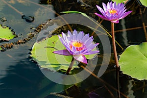 Flower, lotus, nature, summer, green, purple, violet