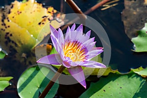 Flower, lotus, nature, summer, green, purple, violet