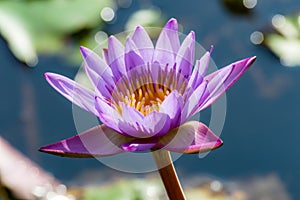 Flower, lotus, nature, summer, green, purple, violet