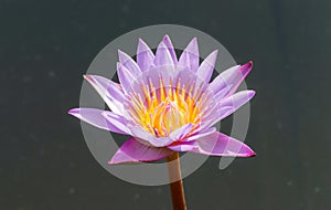 Flower, lotus, nature, summer, green, purple, violet