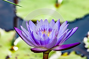 Flower, lotus, nature, summer, green, purple, violet