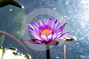 Flower, lotus, nature, summer, green, purple, violet