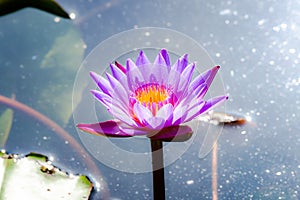 Flower, lotus, nature, summer, green, purple, violet