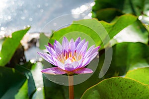 Flower, lotus, nature, summer, green, purple, violet