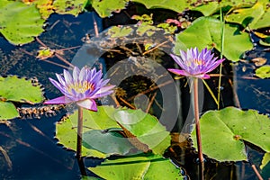 Flower, lotus, nature, summer, green, purple, violet