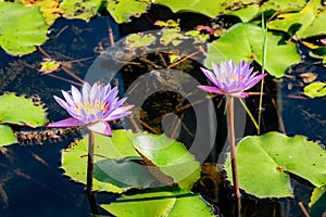 Flower, lotus, nature, summer, green, purple, violet