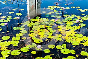 Flower, lotus, nature, summer, green, purple, violet