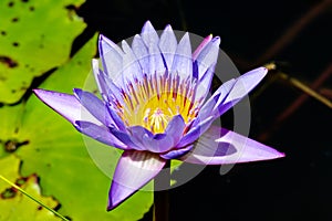 Flower, lotus, nature, summer, green, purple, violet