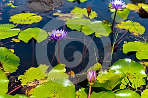 Flower, lotus, nature, summer, green, purple, violet