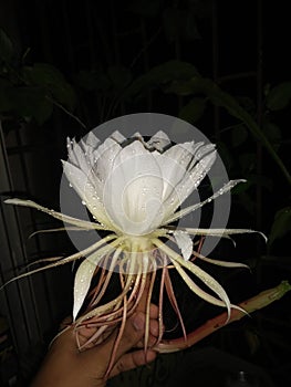 This is a flower of Lotus.