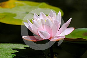 Flower of a lotus in a pond