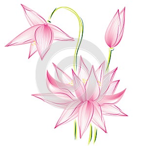 Flower lotus raster