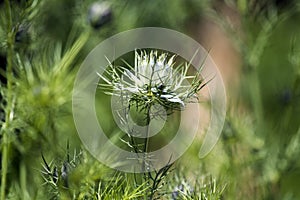 Flower of Love-in-a-mist