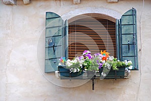 Flower of love in venice