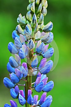 Flower Lupinus polyphyllus