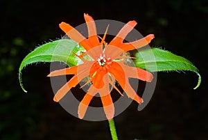 Flower (Lychnis cognata) 11