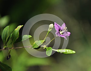 Flower of Lycium chinense in garden