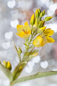 Flower Lysimachia vulgaris