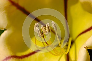 Flower macro