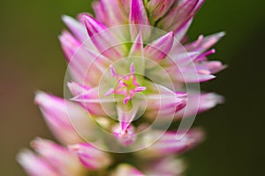 Flower Macro