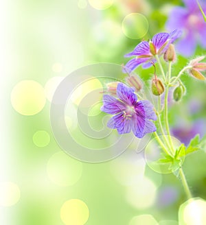 Flower. macro/ depth of field photo
