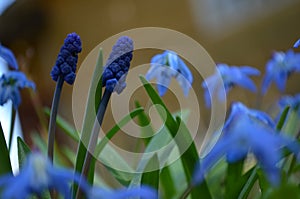 Flower macro macrophotography purple blue closeup