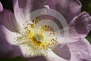 flower in macrography, showing among the petals the art of macro photography photo