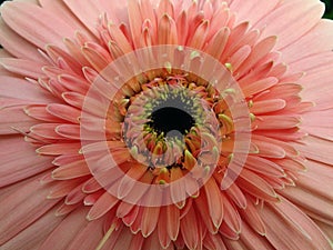 Pink daisy flower macro
