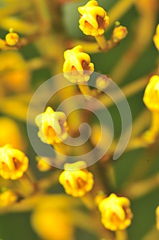 Flower Macro Series 1