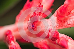 Flower Macro Series 10