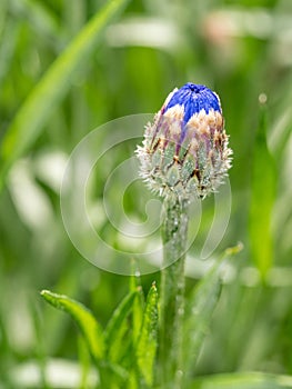 Fiore da O non lo sa. bellissimo 