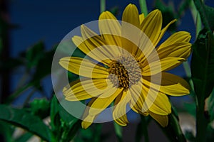 Flower macro yellow petal plant