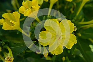 Flower macro yellow petal plant