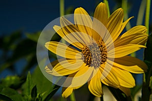 Flower macro yellow petal plant