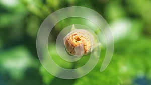 Flower macrogreen background