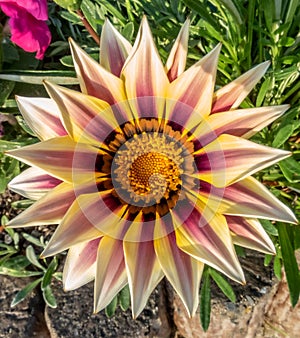 Flower in macrophotograpy