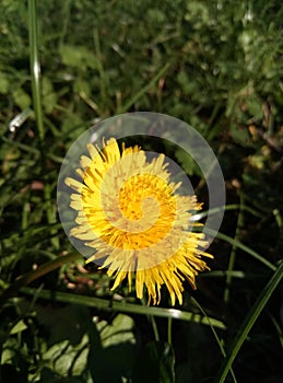 Flower Macroshot