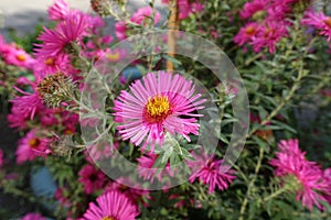 A flower of magenta colored Michaelmas daisies in October