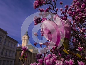 Flower of magnolia in the centre of Szeged