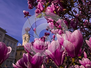 Flower of magnolia in the centre of Szeged