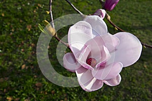 Flower of magnolia in the centre of Szeged