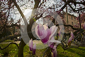 Flower of magnolia in the centre of Szeged