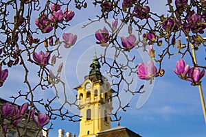 Flower of magnolia in the centre of Szeged