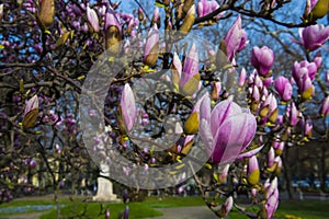 Flower of magnolia in the centre of Szeged