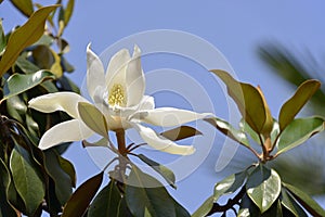 Flower of Magnolia grandiflora photo