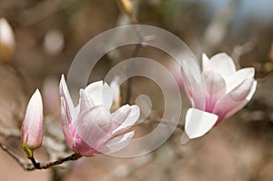 The flower of magnolia over blurred brown background