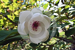 Flower of Magnolia sieboldii.