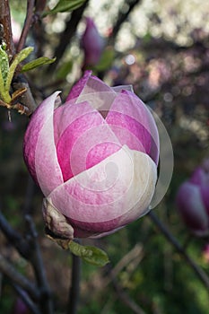 Flower Magnolia soulangeana