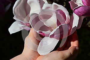 Flower of Magnolia Soulangeana held in little girl hands like a chalice, dark background.